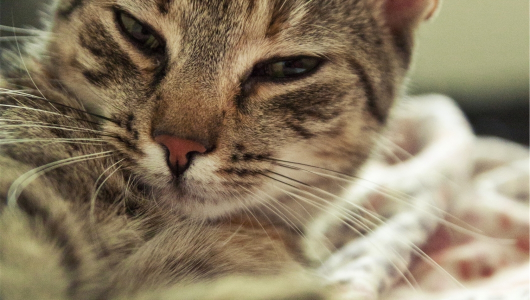 How Pet Charities Protect Furry Friends How Pet Charities Protect Furry Friends
