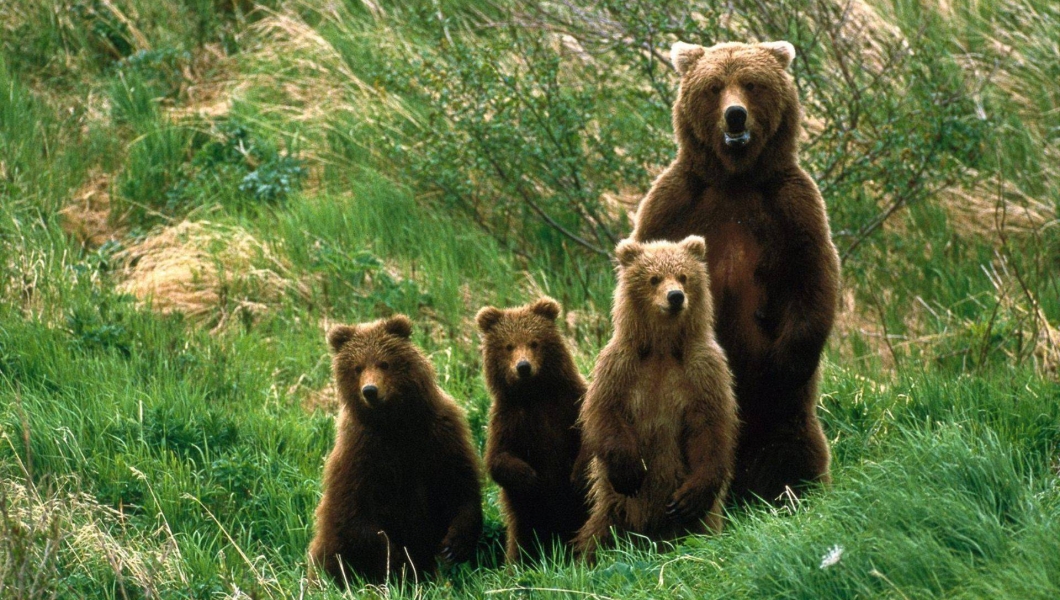 PR Campaign Helps Bears Instead of Cancer Patients PR Campaign Helps Bears Instead of Cancer Patients